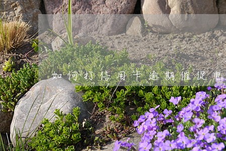 如何打信用卡逾期催促电话 如何打信用卡逾期催促电话