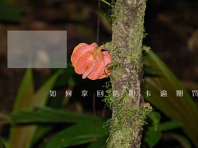 如何拿回信用卡逾期罚息 如何拿回信用卡逾期罚息