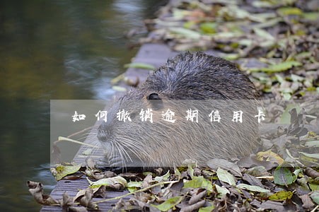 如何撤销逾期信用卡 如何撤销逾期信用卡
