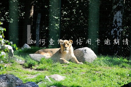 如何查他人信用卡逾期情况 如何查他人信用卡逾期情况