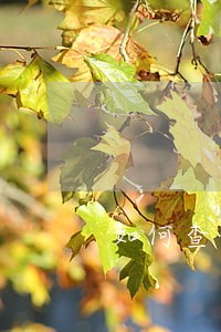 如何查信用卡有无逾期记录 如何查信用卡有无逾期记录