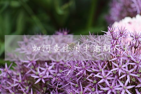如何查信用卡逾期人员 如何查信用卡逾期人员
