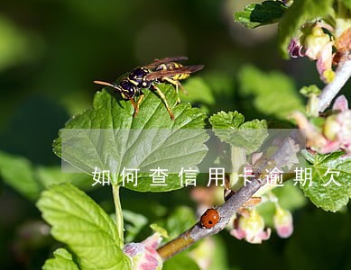 如何查信用卡逾期欠款 如何查信用卡逾期欠款