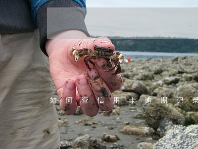 如何查信用卡逾期记录查询 如何查信用卡逾期记录查询