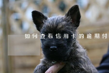 如何查看信用卡的逾期付费 如何查看信用卡的逾期付费