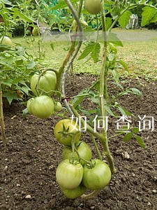 如何查询信用卡每一笔逾期 如何查询信用卡每一笔逾期