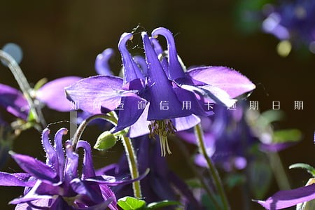 如何查询信用卡逾期日期