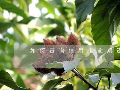 如何查询信用卡逾期还款记录 如何查询信用卡逾期还款记录