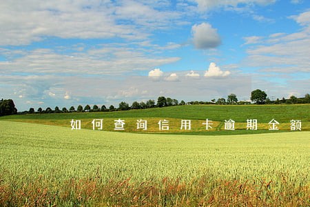 如何查询信用卡逾期金额 如何查询信用卡逾期金额