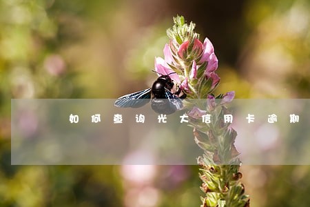 如何查询光大信用卡逾期 如何查询光大信用卡逾期
