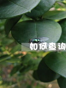 如何查询别人的车辆违法信息