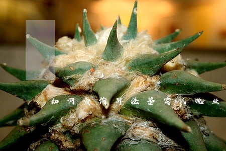 如何查询司法鉴定人执业证