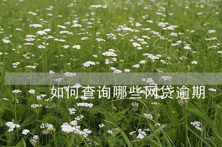 如何查询哪些网贷逾期