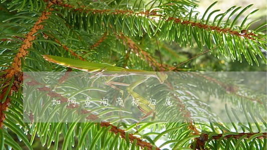 如何查询商标归属