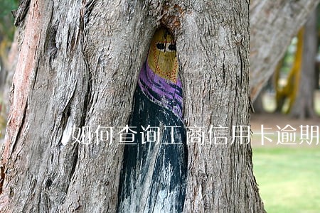 如何查询工商信用卡逾期