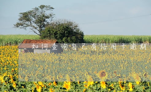 如何查询自己有信用卡逾期