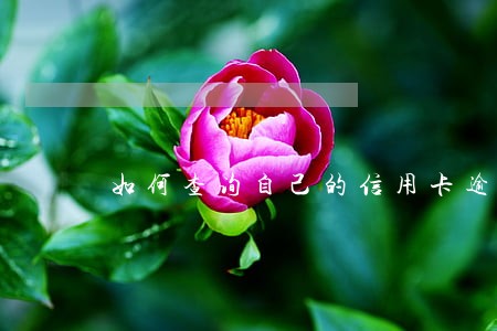 如何查询自己的信用卡逾期 如何查询自己的信用卡逾期