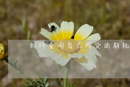 如何查询自己网贷逾期机构 如何查询自己网贷逾期机构