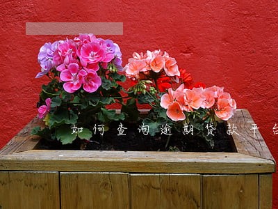如何查询逾期贷款平台