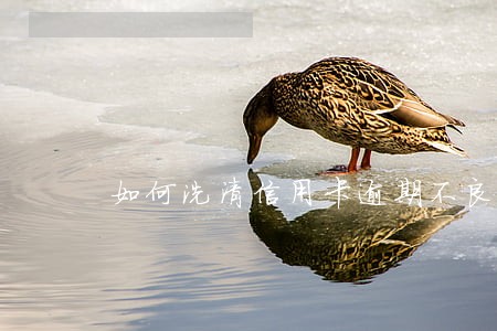 如何洗清信用卡逾期不良征信 如何洗清信用卡逾期不良征信