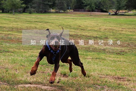 如何消征信逾期记录6 如何消征信逾期记录6