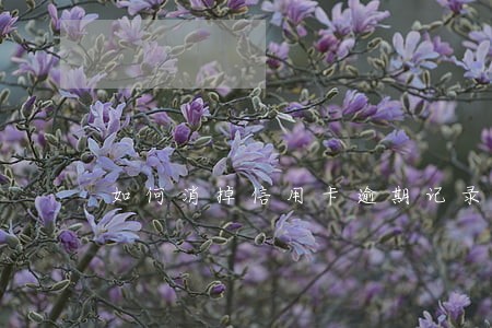 如何消掉信用卡逾期记录