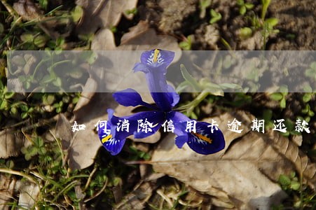如何消除信用卡逾期还款记录