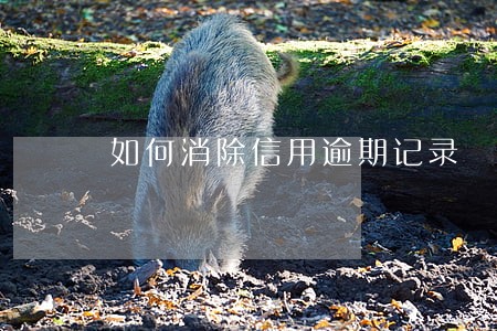 如何消除信用逾期记录 如何消除信用逾期记录