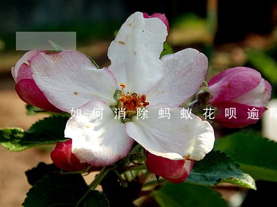如何消除蚂蚁花呗逾期 如何消除蚂蚁花呗逾期