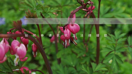 如何申请农民工法律援助 如何申请农民工法律援助