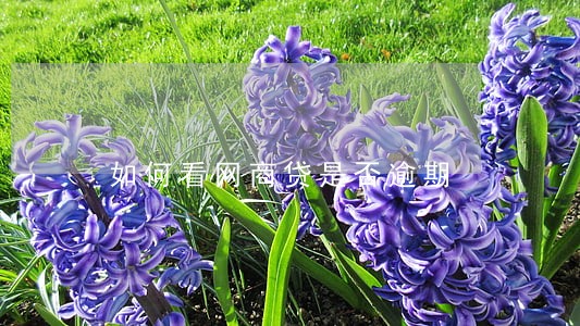 如何看网商贷是否逾期 如何看网商贷是否逾期