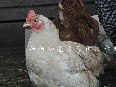 如何知道自己信用卡是否有逾期