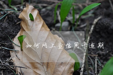 如何网上查信用卡逾期