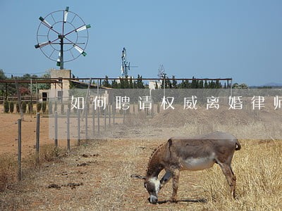 如何聘请权威离婚律师 如何聘请权威离婚律师