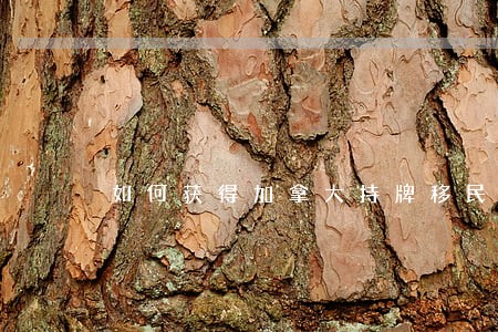 如何获得加拿大持牌移民法律顾问