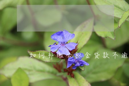 如何补缴公积金贷款不逾期 如何补缴公积金贷款不逾期