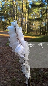 如何认识债权人会议的法律地位