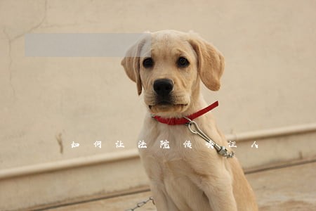 如何让法院传唤证人 如何让法院传唤证人