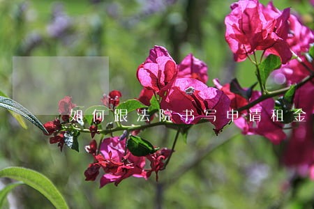 如何跟法院书写申请租金书 如何跟法院书写申请租金书