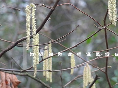 如何辨别律师证真假6 如何辨别律师证真假6
