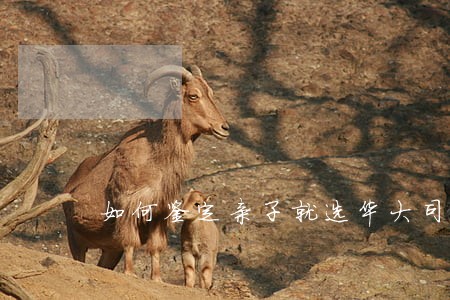 如何鉴定亲子就选华大司法 如何鉴定亲子就选华大司法