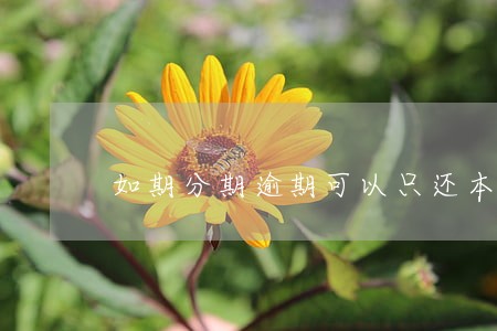 如期分期逾期可以只还本金么