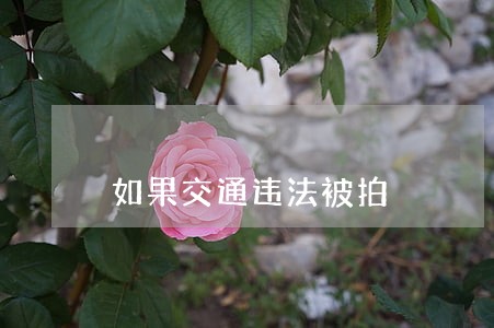 如果交通违法被拍 如果交通违法被拍