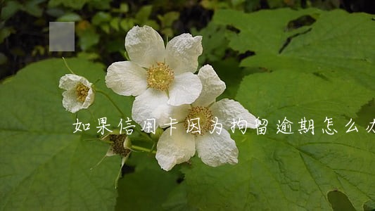 如果信用卡因为拘留逾期怎么办