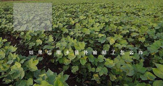 如果信用卡意外逾期了怎么办