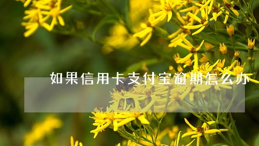如果信用卡支付宝逾期怎么办 如果信用卡支付宝逾期怎么办