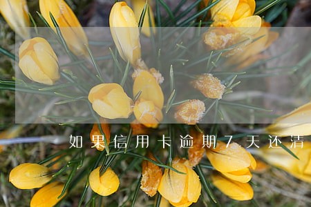 如果信用卡逾期7天还清 如果信用卡逾期7天还清