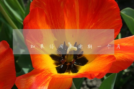 如果信用卡逾期一个月