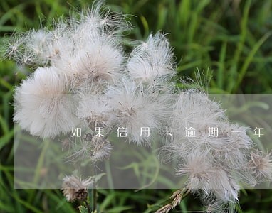 如果信用卡逾期一年多了该怎么还