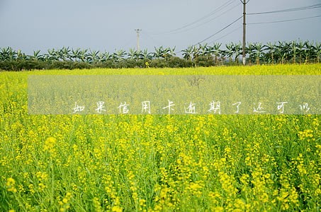 如果信用卡逾期了还可以使用吗 如果信用卡逾期了还可以使用吗